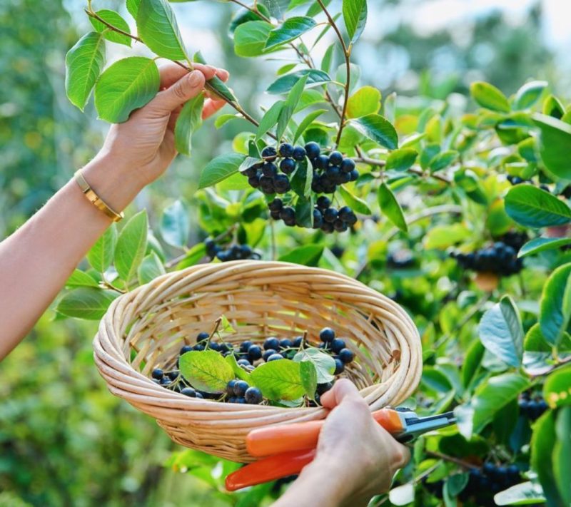Domača marmelada aronija Kmetija Pavlovič, 212 ml 2 Domača marmelada aronija Kmetija Pavlovič, 212 ml