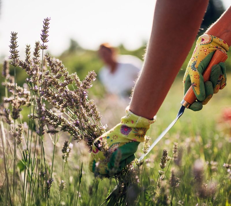 100% naravno eterično olje Lavandin Kmetija Omerzu, 10ml