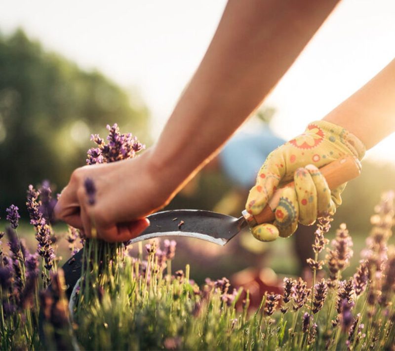 100% naravno eterično olje prave sivke (lavandula angustifolia) Kmetija Omerzu, 10ml