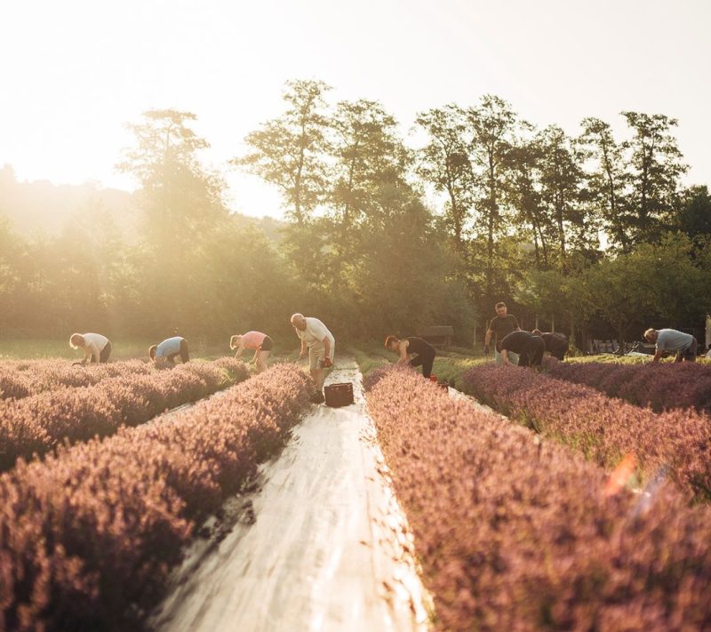 100% naravno eterično olje prave sivke (lavandula angustifolia) Kmetija Omerzu, 10ml