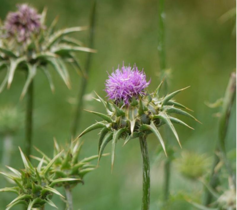 Bio Pegasti badelj semena Bonatura_150g Bio Pegasti badelj semena Bonatura, 150g