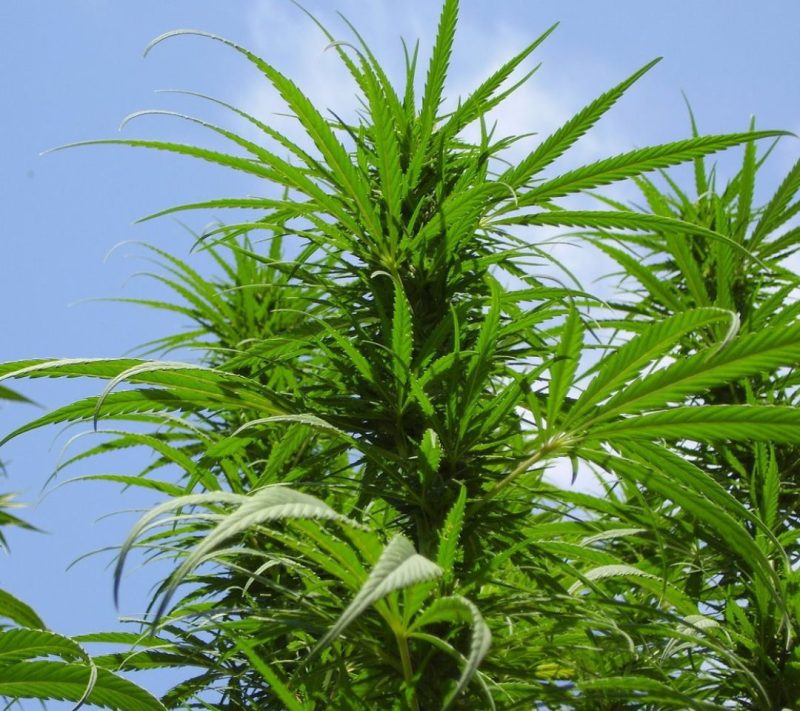 Bio konopljin čaj - Klasik XXL Bonatura 120g Bio konopljin čaj - Klasik XXL Bonatura, 120g