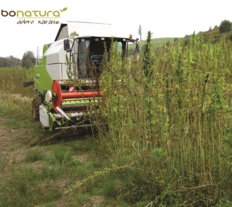 Bio konopljini proteini 50% beljakovine v prahu Bonatura