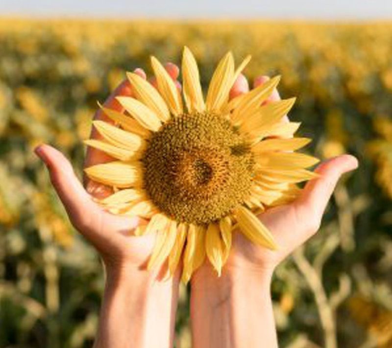 Bio sončnični proteini 50% beljakovine v prahu Bonatura