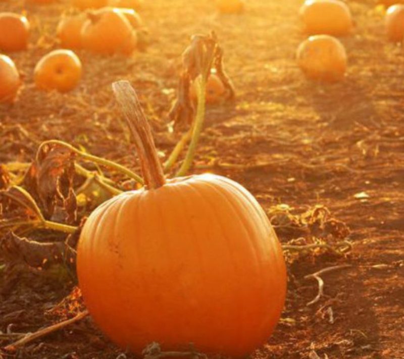 Bučni proteini 50% beljakovine v prahu Bonatura