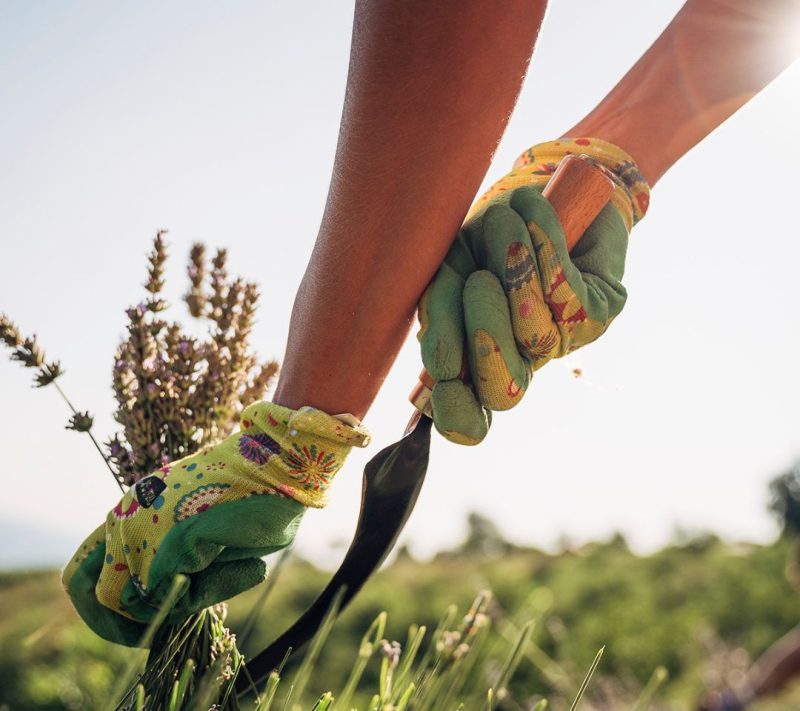 Ekološki sivkin čaj Kmetija Omerzu_20g Ekološki sivkin čaj Kmetija Omerzu, 20g
