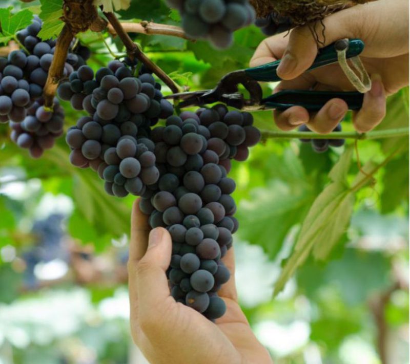 Olje grozdnih pešk Bonatura, 500ml