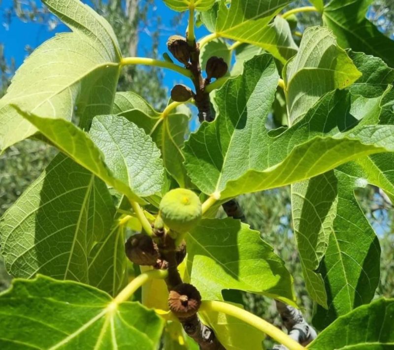 Čaj list fige domačija Butul, 30 g