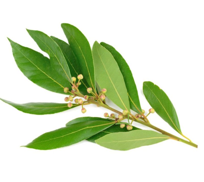 Hidrolat lovorja - esenca domačija Butul