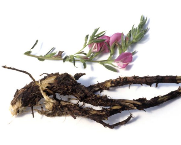 Ononis; spinosa; restharrow